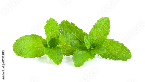 mint leafs isolated on white background
