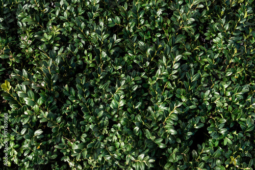 Green box plant leaves texture