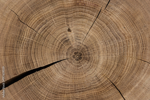 Circular sawed wood detailed background photo