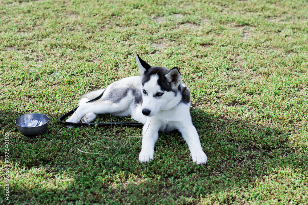 young grey husky on the lawn