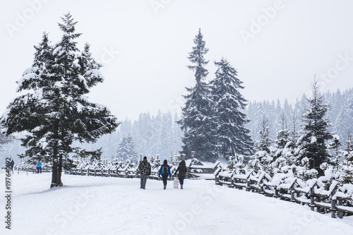 Three people and dog walking on snowy winter road in fog, pine forest in the background