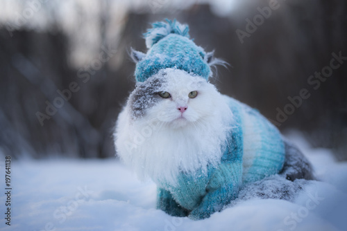 Fototapeta Naklejka Na Ścianę i Meble -  furry cat walks through snowdrifts in winter