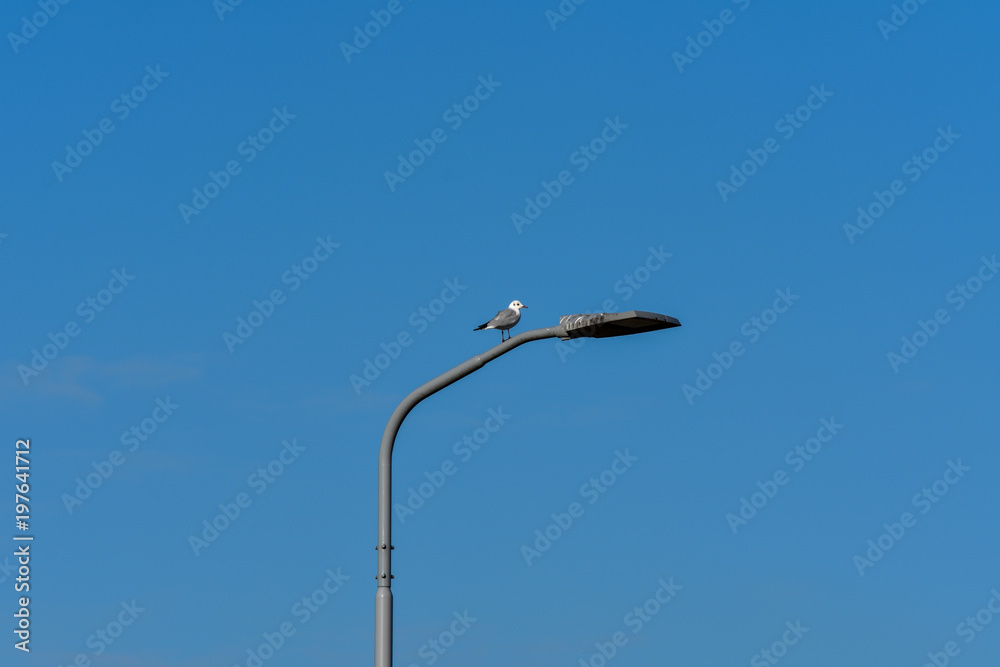 Gull Standing On A Street Lantern White Grey Birds Blue Bright Sky Gull Standing On A Street Lantern White Grey Birds Blue Bright Sky