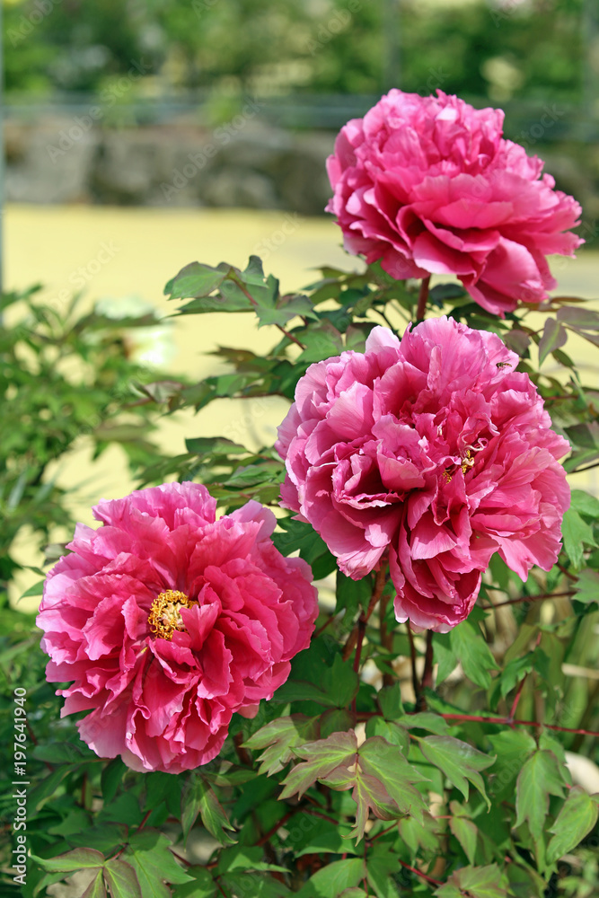Obraz premium 牡丹の花