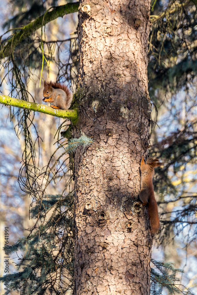 Panoramic winter landscape. Two Squirrels on the tree in the forest with inclined trees, Minsk, Belarus. Panoramic winter landscape. Two Squirrels on the tree in the forest with inclined trees, Minsk, Belarus.