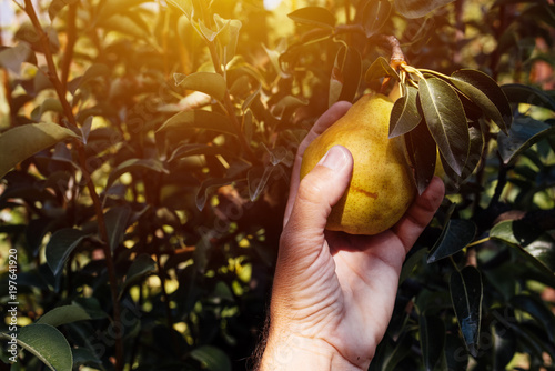 Farmer examining pear fruit grown in organic garden