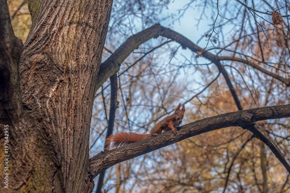 Dzika wiewiórka na konarze drzewa w warszawskim parku - obrazy, fototapety, plakaty 