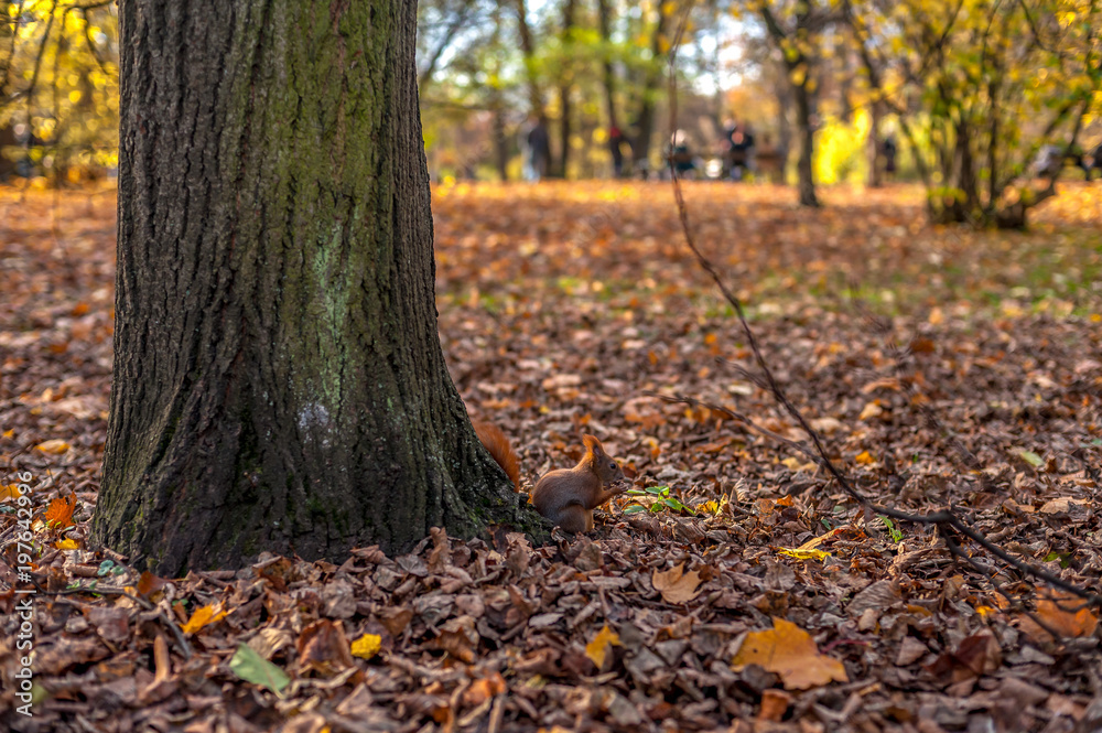 Wiewiórka pod drzewem w parku - obrazy, fototapety, plakaty 