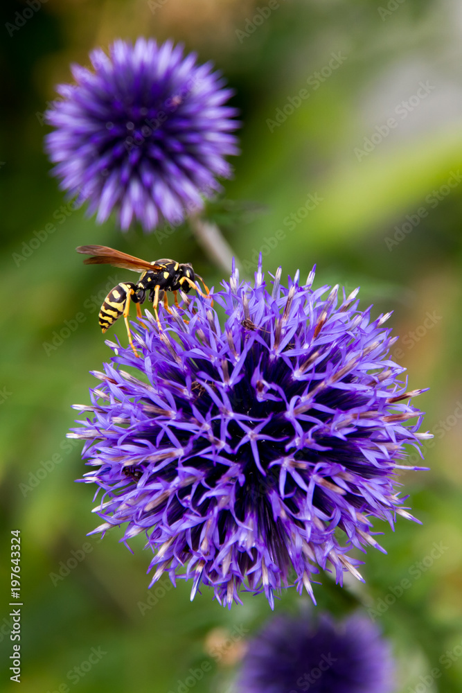 blaue Kugeldistel mit Wespe als Nahaufnahme mit schönen Bokeh blaue Kugeldistel mit Wespe als Nahaufnahme mit schönen Bokeh