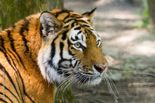 stolzer indischer Tiger mit großen Augen als Nahaufnahme im Zoo von Schmiding photo