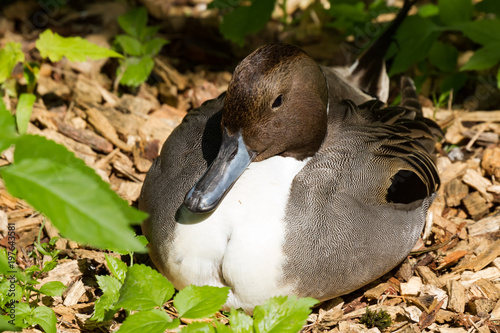 braun weiße sitzende Ente als Nahaufnahme im Zoo von Schmiding photo