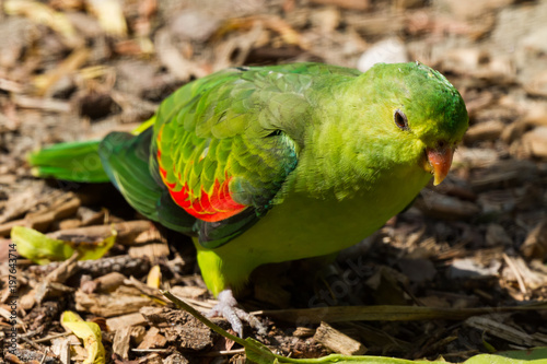 grüner Papagei mit roten Flügeln als Nahaufnahme im Zoo von Schmiding photo