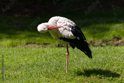 Storch mit roten Schnabel auf einen Bein als Nahaufnahme im Zoo von Schmiding photo