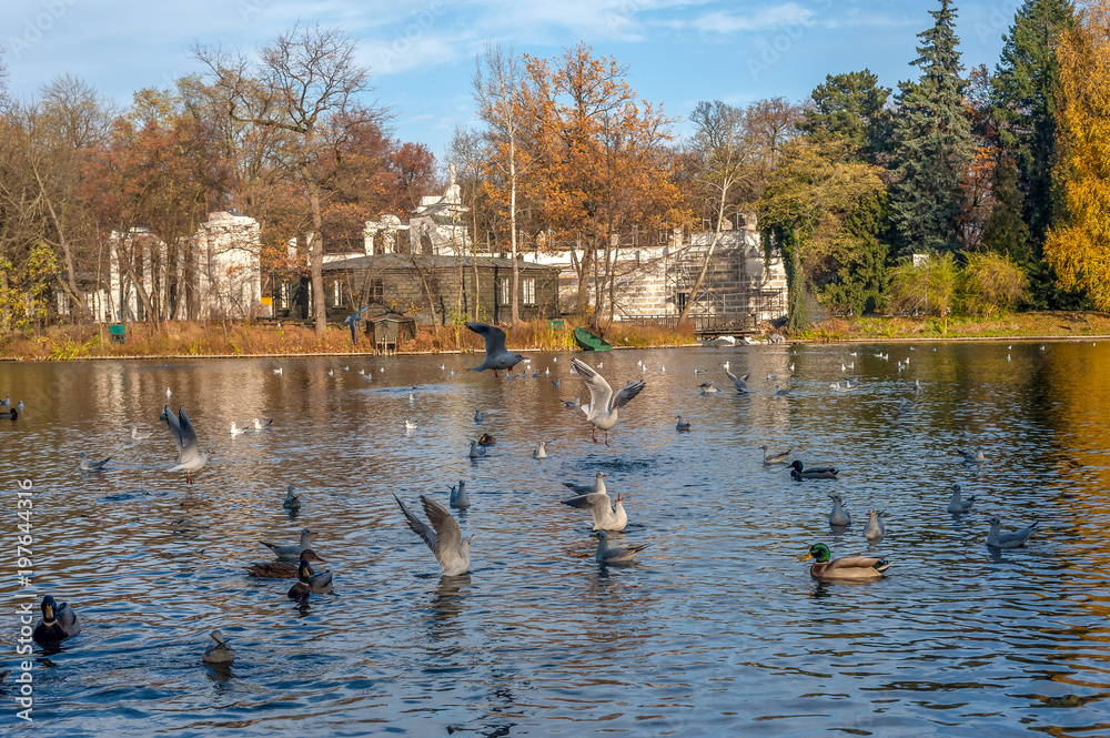 dzikie kaczki i inne ptaki na wodzie w parku