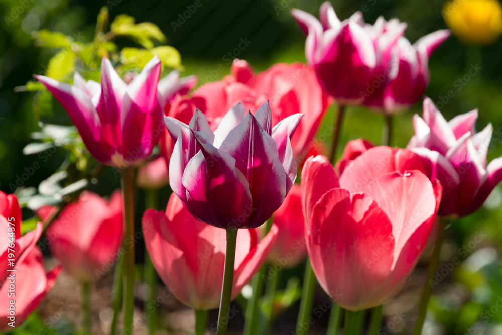 gelbe rote Tulpen im Gegenlicht für Poster Gemälde als Nahaufnahme gelbe rote Tulpen im Gegenlicht für Poster Gemälde als Nahaufnahme