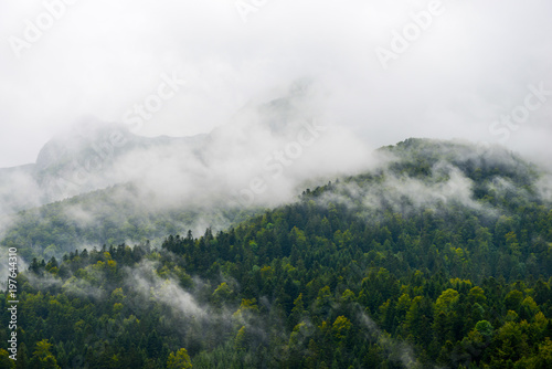 Mountain-Forest in cloudscape-Pyrenees France
