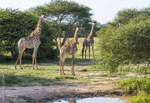 giraffes in the wild in south africa