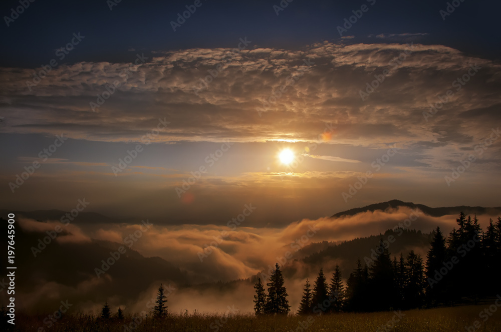 Incredibly beautiful foggy dawn in the mountains. fog among the huge fir trees, the rays of the sun. Mystical photo, vintage style.
