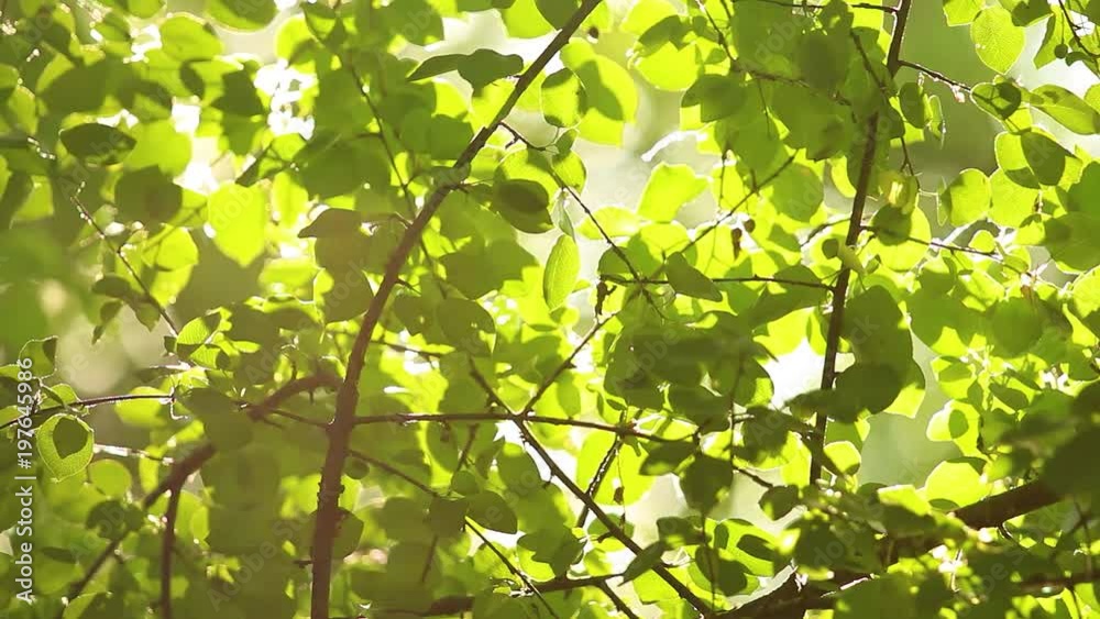 Beautiful branches of green. Nature background. Sun shines through blowing on wind green leaves in city park. Summer trees swinging on sunny morning outdoors.
Beautiful branches of green. Nature background. Sun shines through blowing on wind green leaves in city park. Summer trees swinging on sunny morning outdoors.