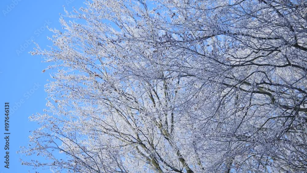 Frozen tree crown on blue sky background