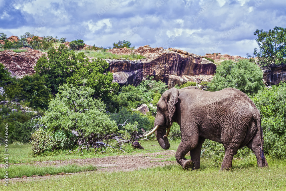 Obraz premium African bush elephant in Mapungubwe National park, South Africa