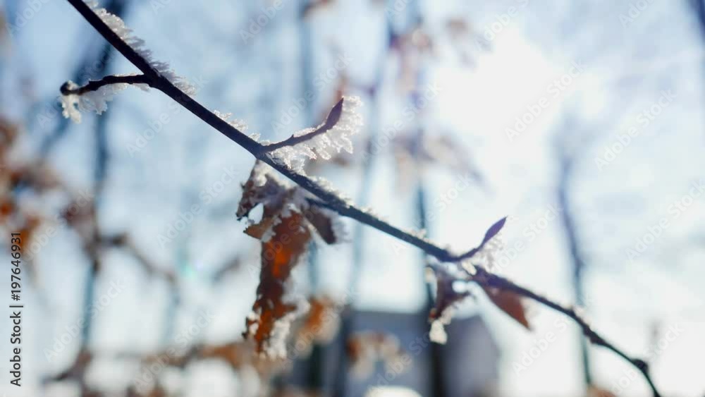 Branches and yellow leaves covered with frost. Nature Branches and yellow leaves covered with frost. Nature