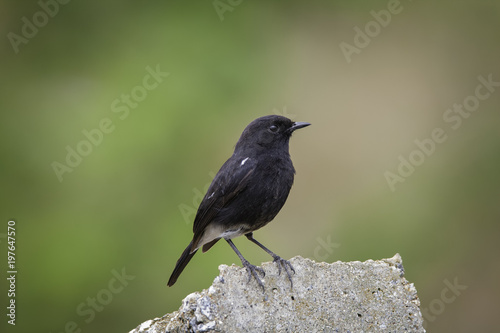 Indian robin