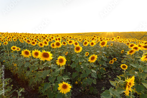 Sunflower field at sunset, summertime photo