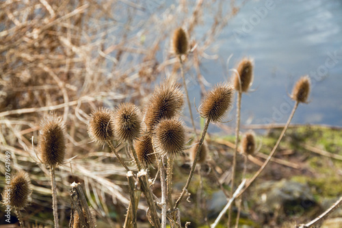 Dried thistle flowers on lakeside in early Spring - seasonal nature background