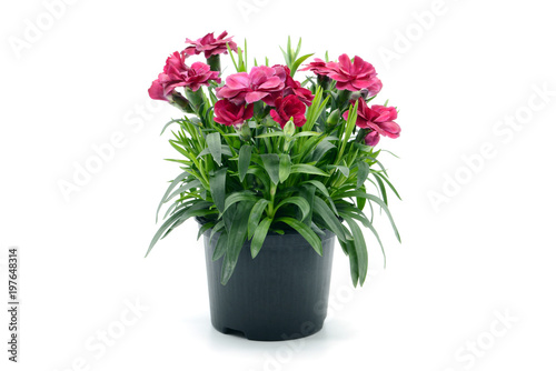 purple pink dianthus flower in flowerpot. potted on white isolated background