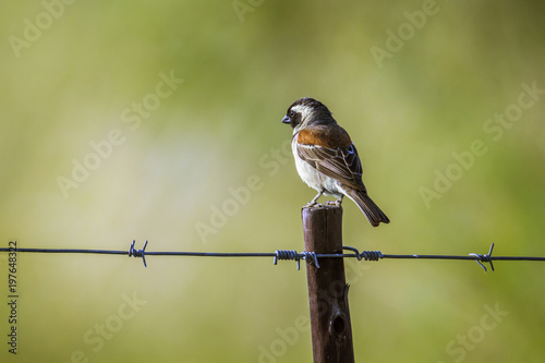 Cape Sparrow in Mapungubwe National park, South Africa photo