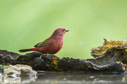 Jameson's Firefinch in Mapungubwe National park, South Africa