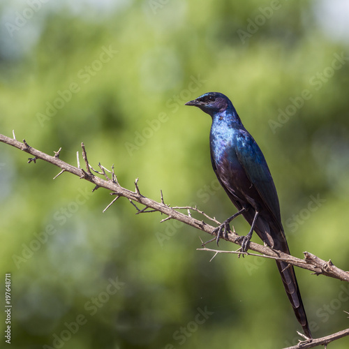 Meves's Glossy Starling in Mapungubwe National park, South Africa