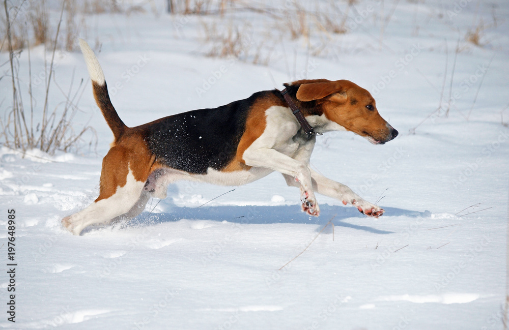 The Estonian hound runs on snow during training walk in fields