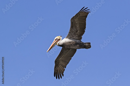 Pelican flying high above