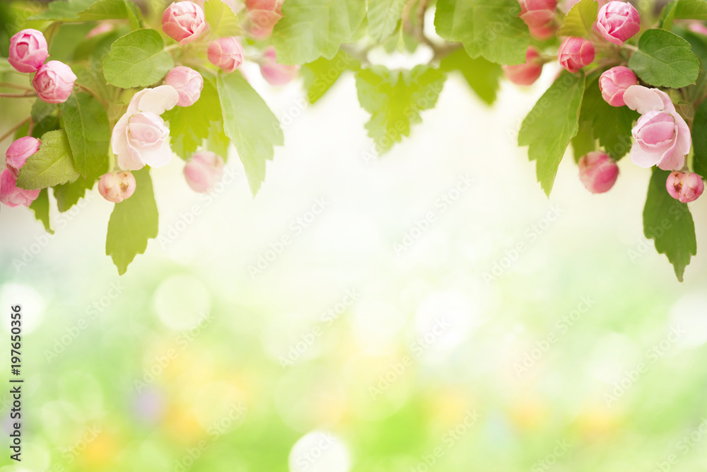 Obraz premium Spring blossom garden background