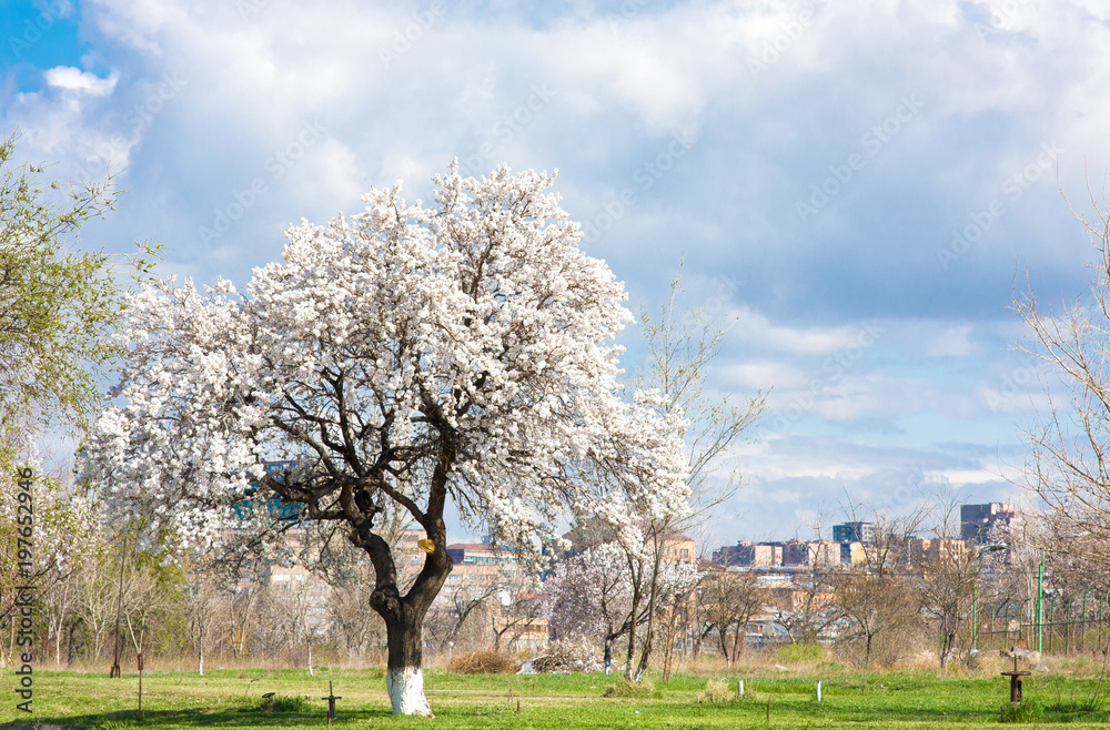 Flowering apple trees against city, Yerevan, Armenia Flowering apple trees against city, Yerevan, Armenia
