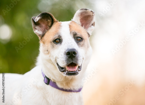 Portrait of a mixed breed dog outdoors