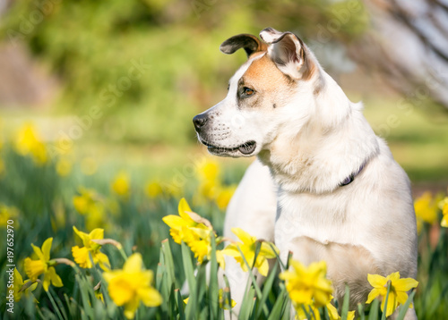 A mixed breed dog outdoors in the springtime surrounded by daffodils