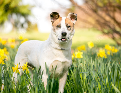 A mixed breed dog outdoors in the springtime surrounded by daffodils