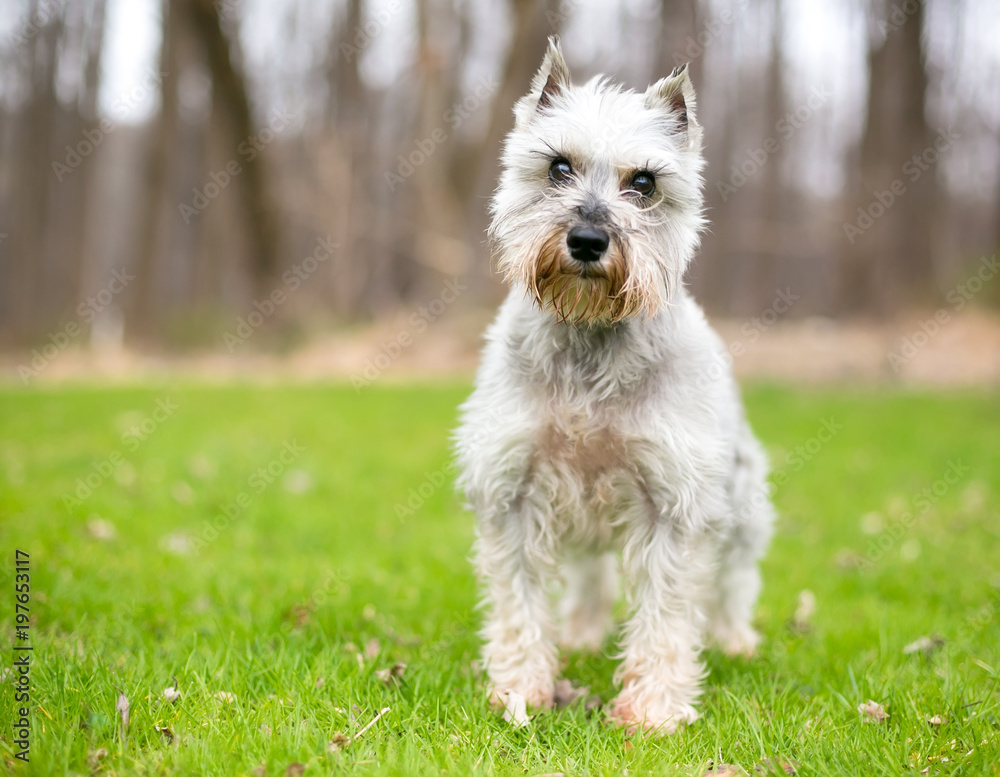 A Miniature Schnauzer dog outdoors A Miniature Schnauzer dog outdoors