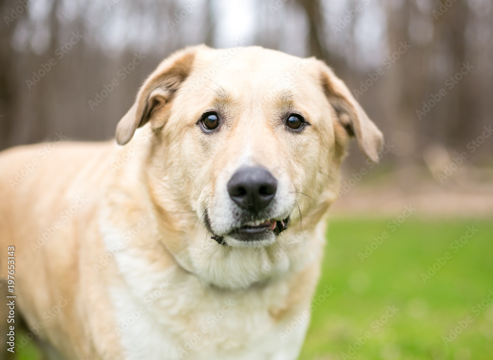 A Labrador Retriever mixed breed dog with a funny expression on its face A Labrador Retriever mixed breed dog with a funny expression on its face