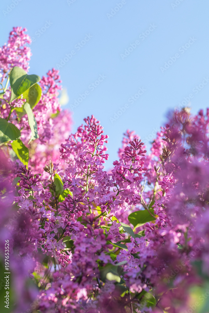 Lilac brunch at the blue sky background Lilac brunch at the blue sky background