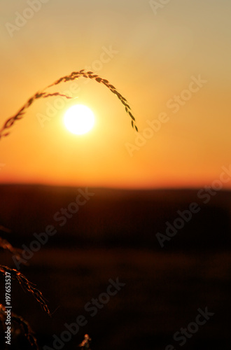 Wild grass in nature on a sunset background.
