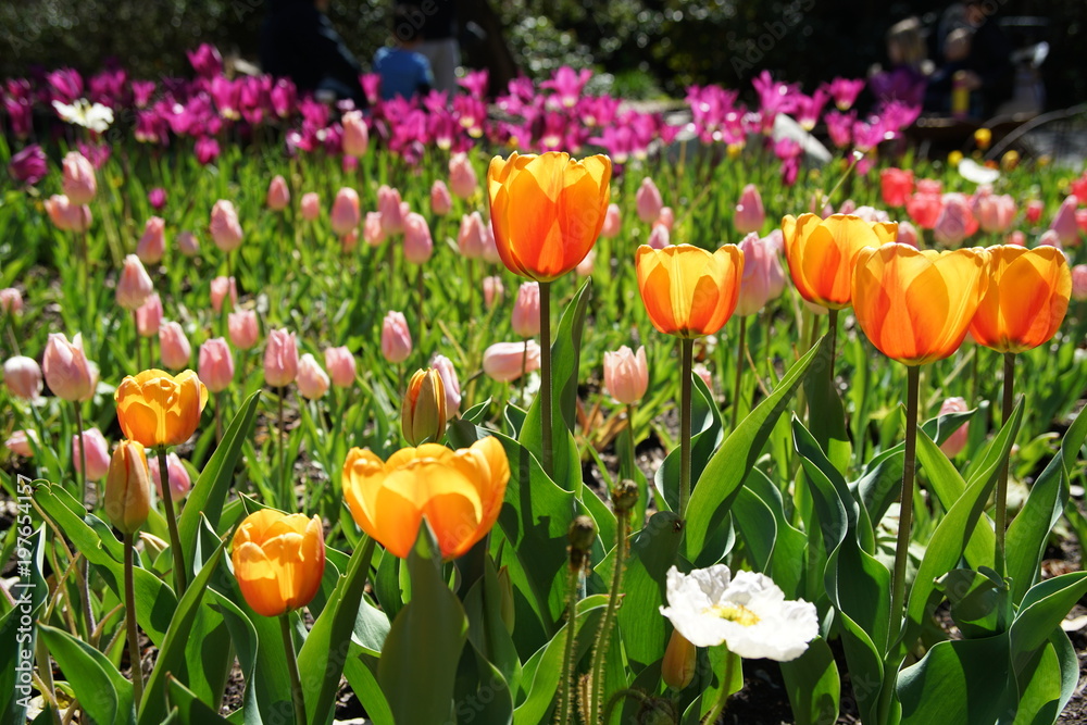 Obraz premium Beautiful and colorful close up shot of Tulip blossom