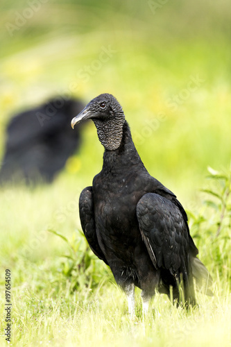 Black Vulture  Coragyps atratus 