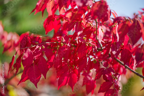 Completely red-dyed leaves on a tree in late fall. Beautiful  colorful autumn background.