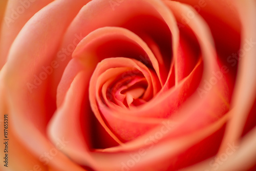 Macro shot of beautiful rose. Warm colors  romantic autumn background