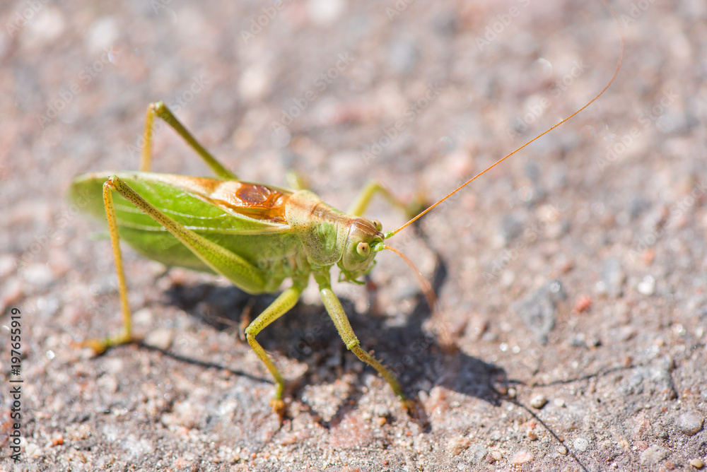 Big, green grasshopper sitting on asphalt road. Sunny summer background. Big, green grasshopper sitting on asphalt road. Sunny summer background.