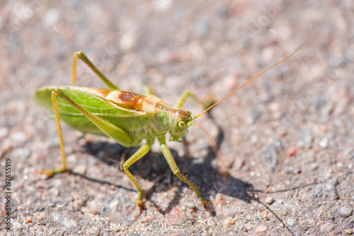 Big, green grasshopper sitting on asphalt road. Sunny summer background.